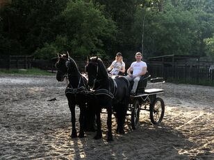 Friesian horses are available in Ukraine